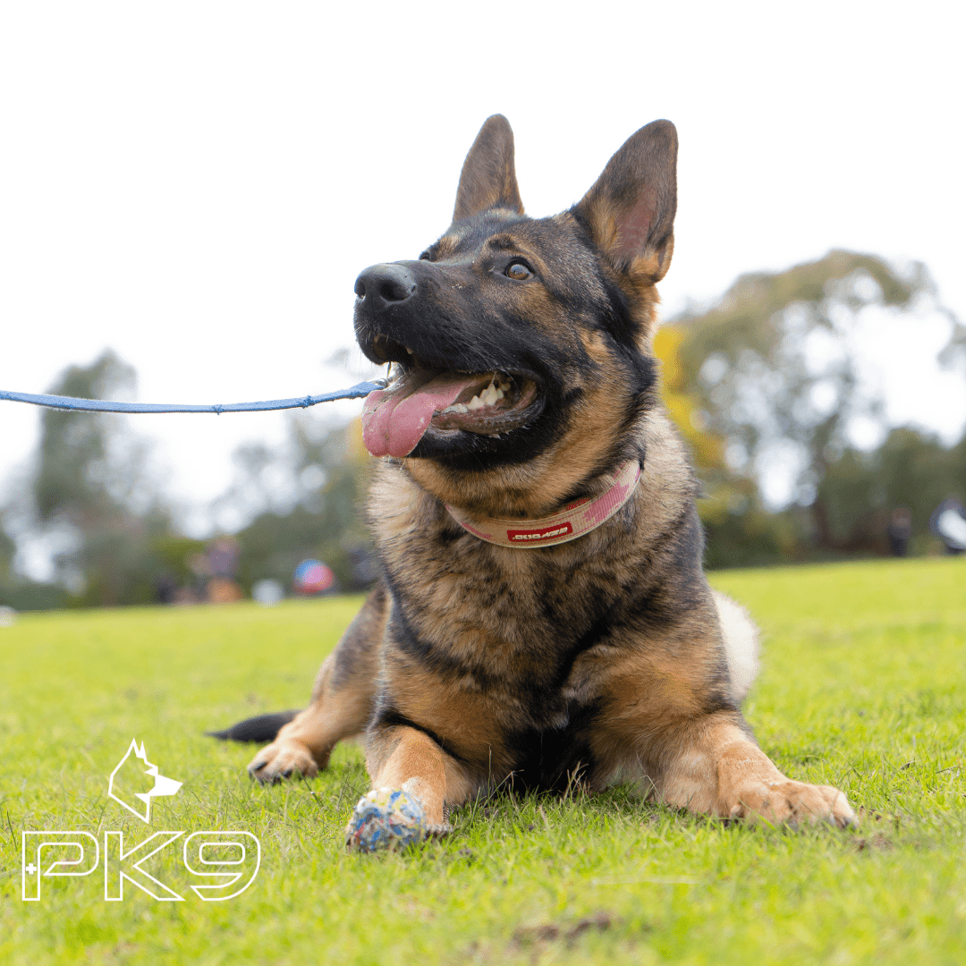 5 top tips to see an improvement in your dog's behaviour - PK9 Gear