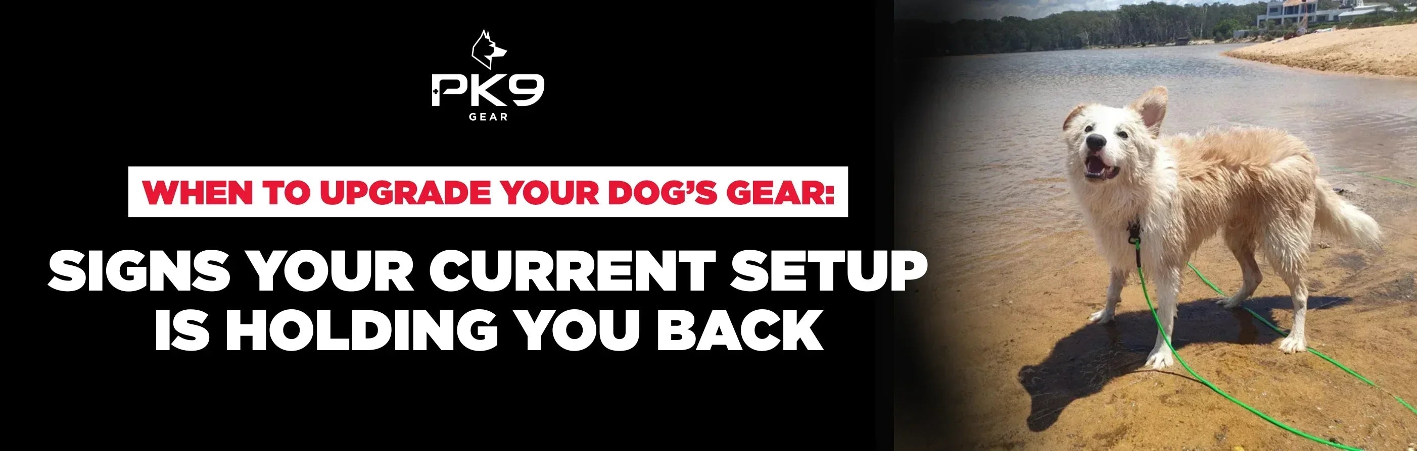 When to Upgrade Your Dog’s Gear: Signs Your Current Setup Is Holding You Back