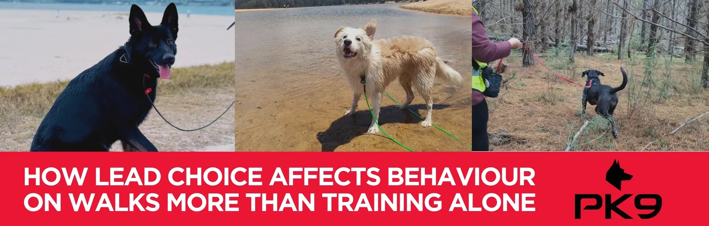 How Lead Choice Affects Behaviour on Walks More Than Training Alone