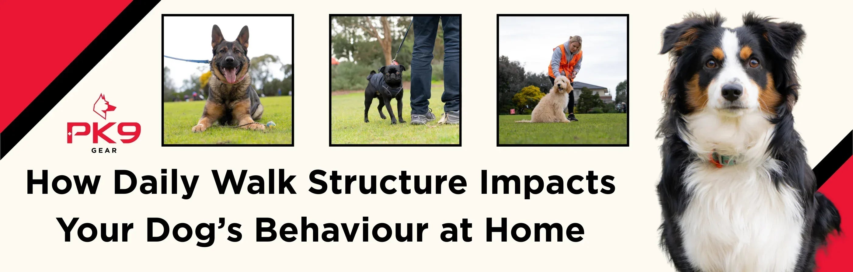 How Daily Walk Structure Impacts Your Dog’s Behaviour at Home