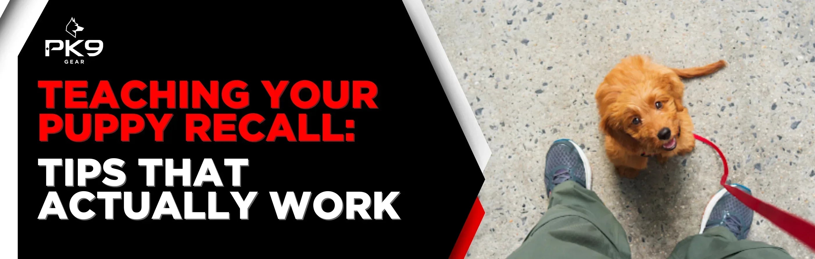 Teaching Your Puppy Recall: Tips That Actually Work