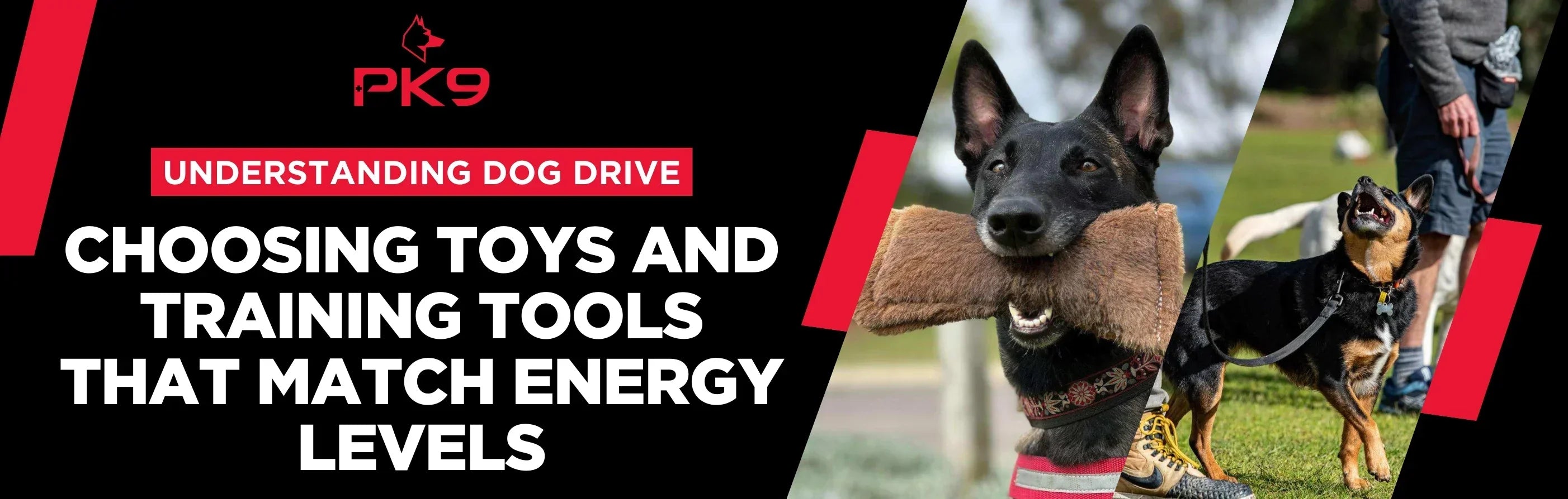 Understanding Dog Drive: Choosing Toys & Training Tools for Every Energy Level
