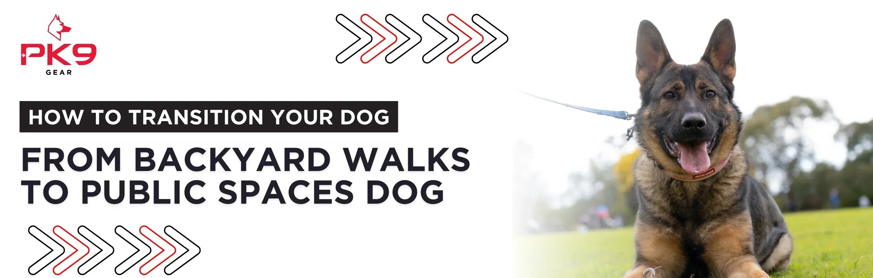 How to Transition Your Dog From Backyard Walks to Public Spaces