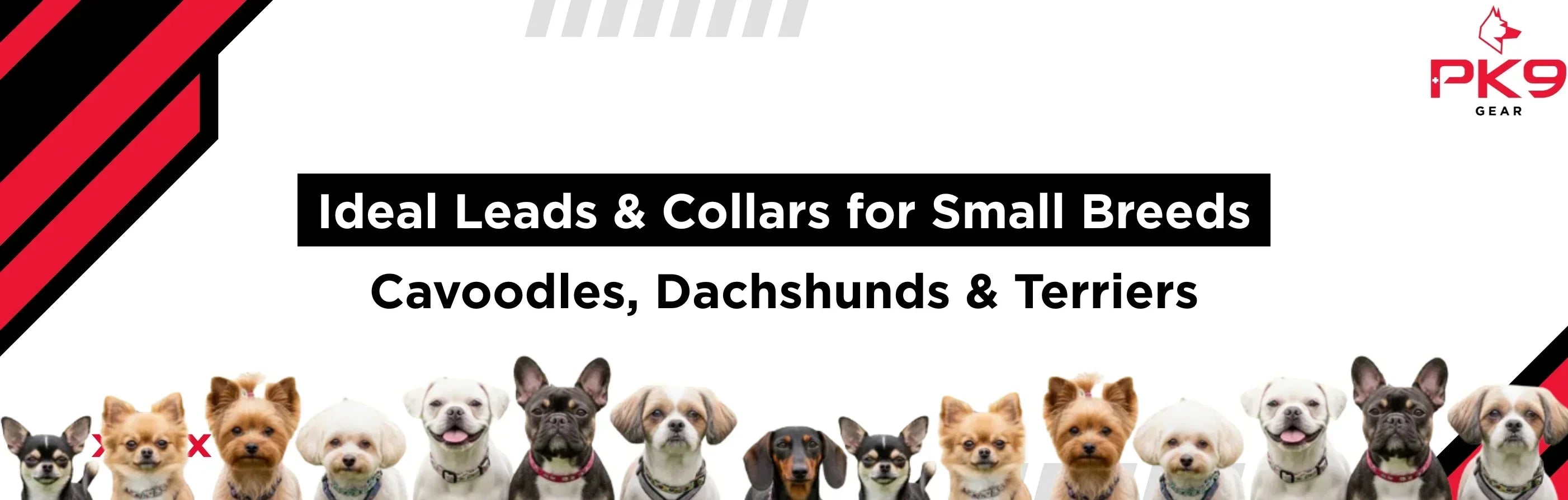 Ideal Leads & Collars for Small Breeds