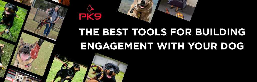 The Best Tools for Building Engagement With Your Dog