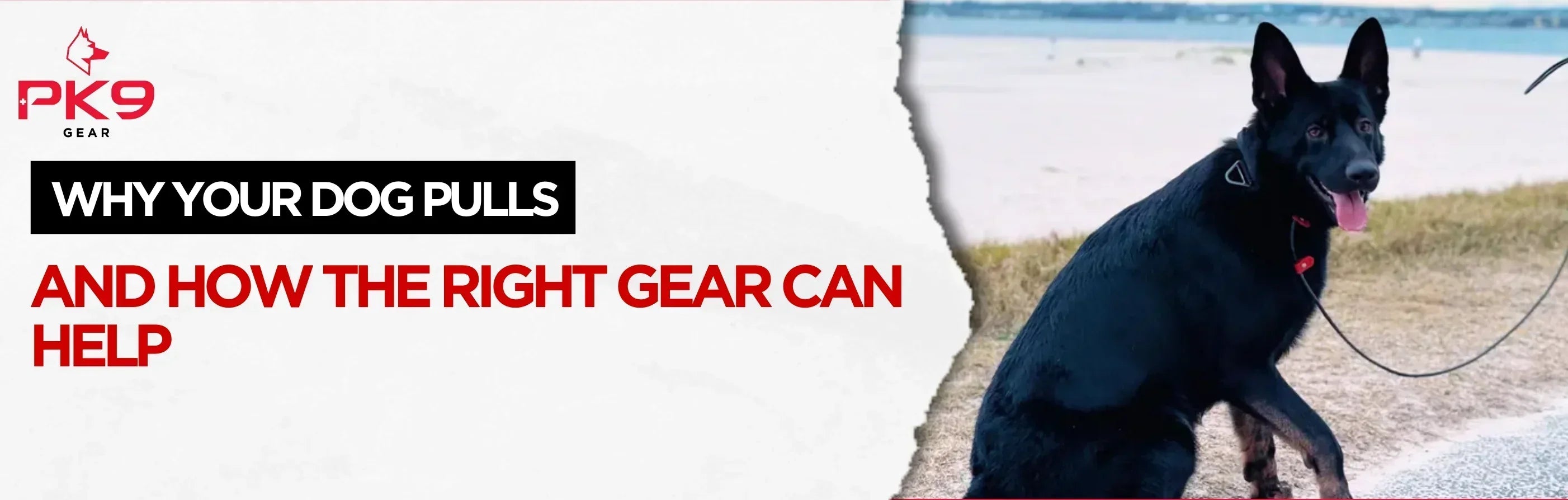 Why Your Dog Pulls — And How the Right Gear Can Help