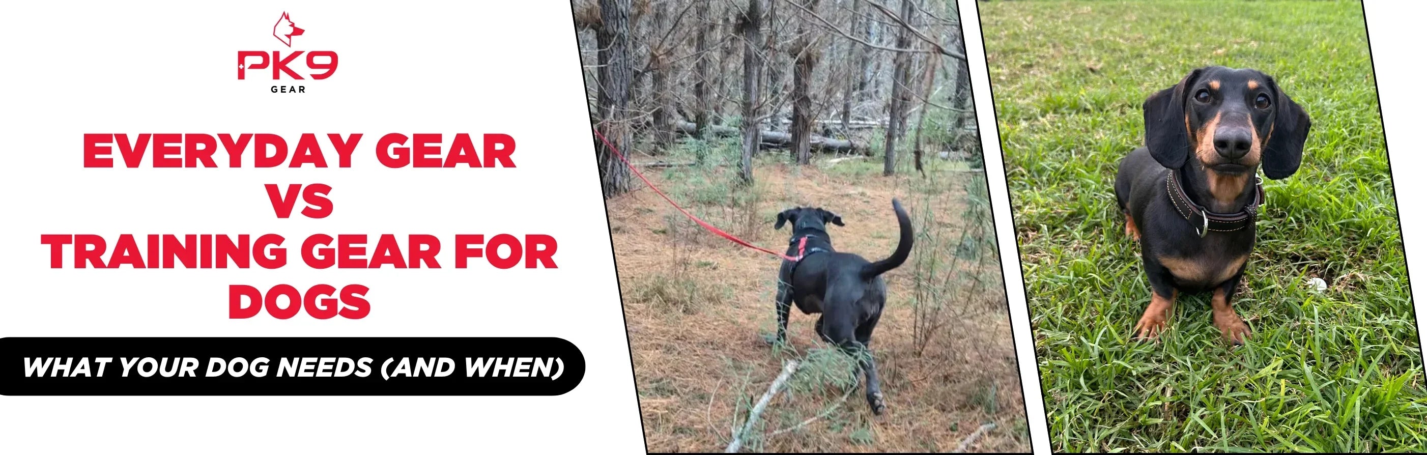 Everyday Gear vs Training Gear for Dogs: What Your Dog Needs (and When)