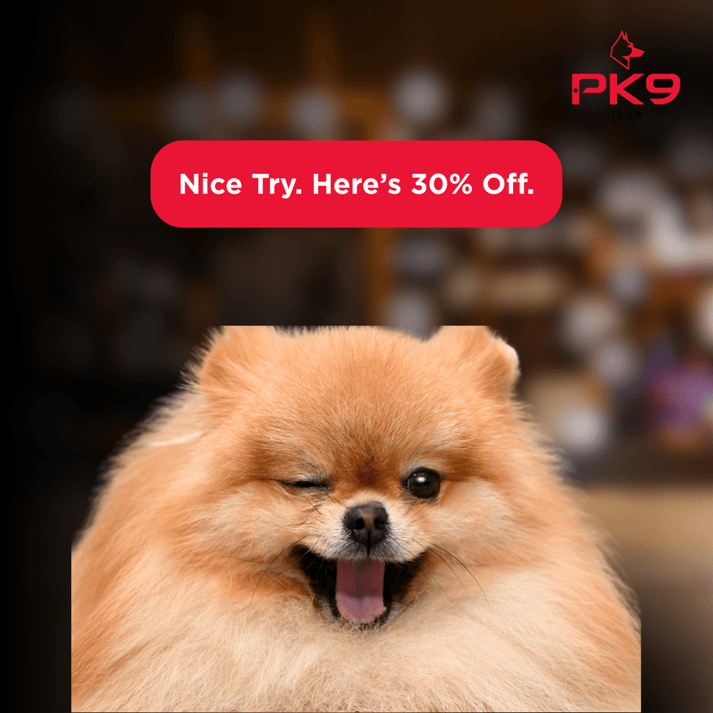 Your Dog Deserves Better Than a Prank