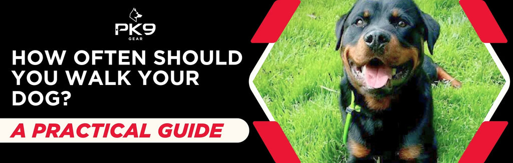 How Often Should You Walk Your Dog? A Practical Guide