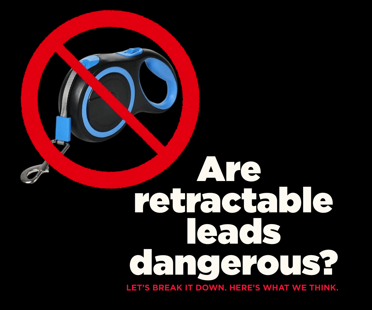 Are Retractable Leads Dangerous? What Every Dog Owner Needs to Know