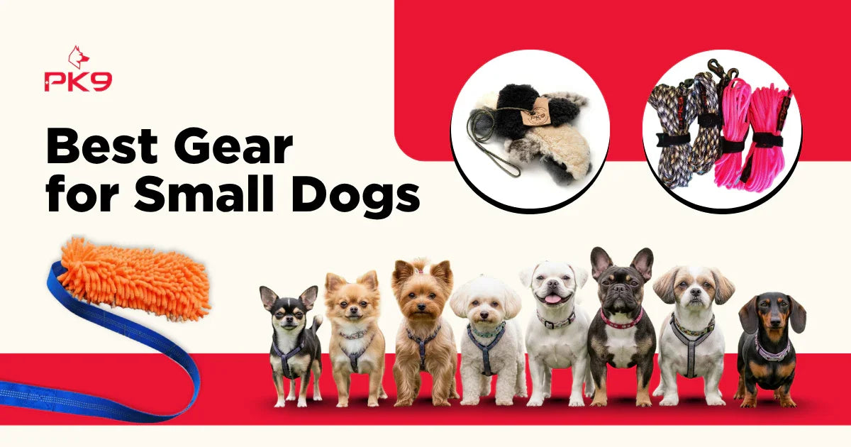 Small Dogs: The Best Leashes & Gear