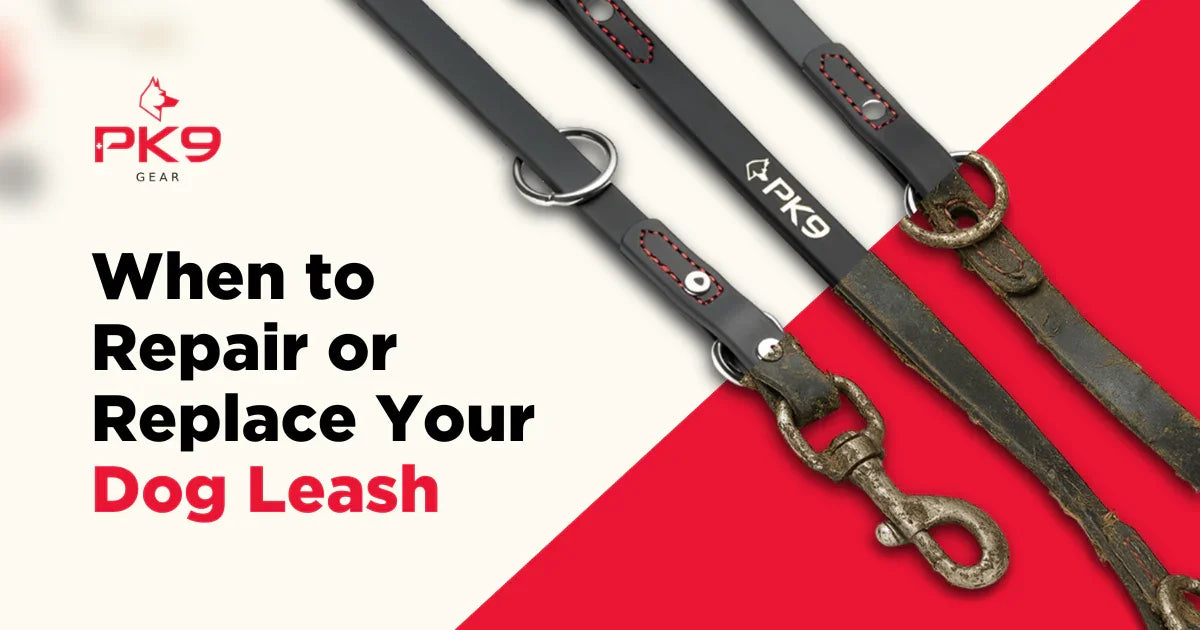 Dog Leash Maintenance and When to Upgrade
