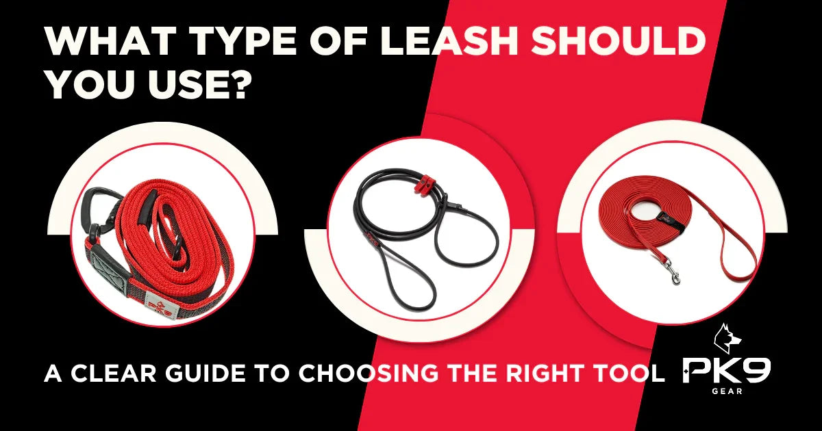 What Type of Leash Should You Use?