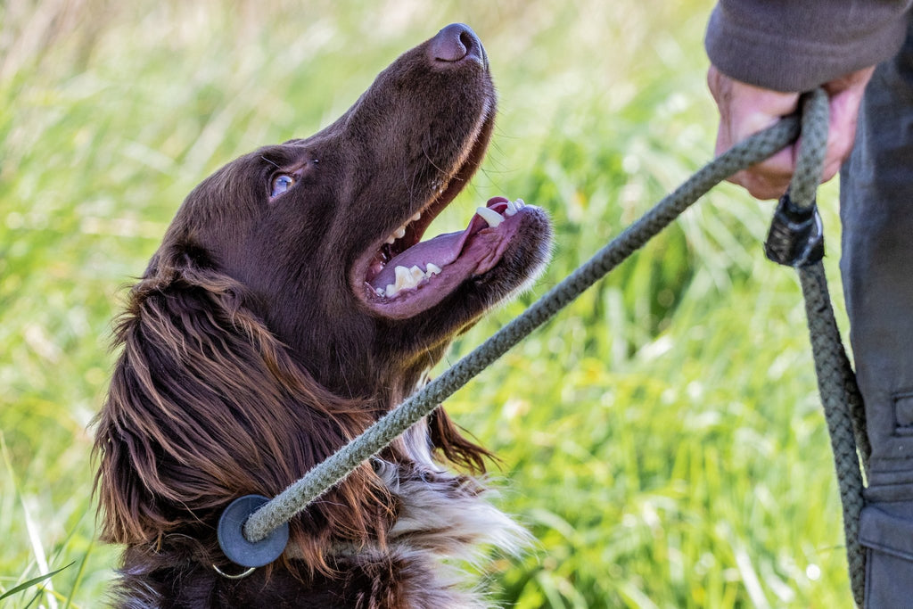 Guide to Using a Dog Slip Collar: An Essential Tool for Training Your Dog in 2023 - PK9 Gear