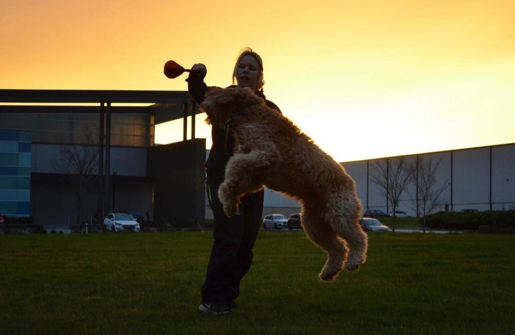 How to Play Tug with Your Dog: The Benefits And What To use - PK9 Gear