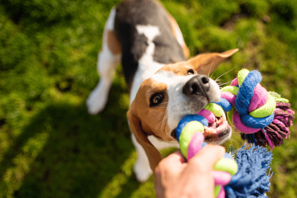 Top Dog Toys: Durable, Interactive, and Fun Options for Every Dog - PK9 Gear