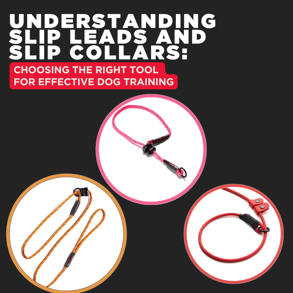 Understanding Slip Leads and Slip Collars: Choosing the Right Tool for Effective Dog Training - PK9 Gear