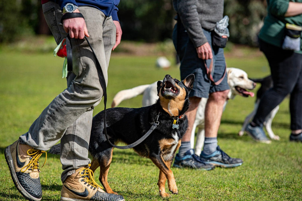 Unlock Loose Leash Walking: 6 Proven Tips for Better Walks with Your Dog | PK9 Dog Gear Australia - PK9 Gear