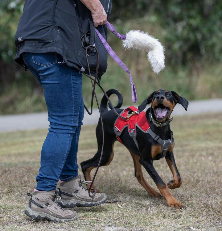 Doberma Puppy playing with fluffy tug