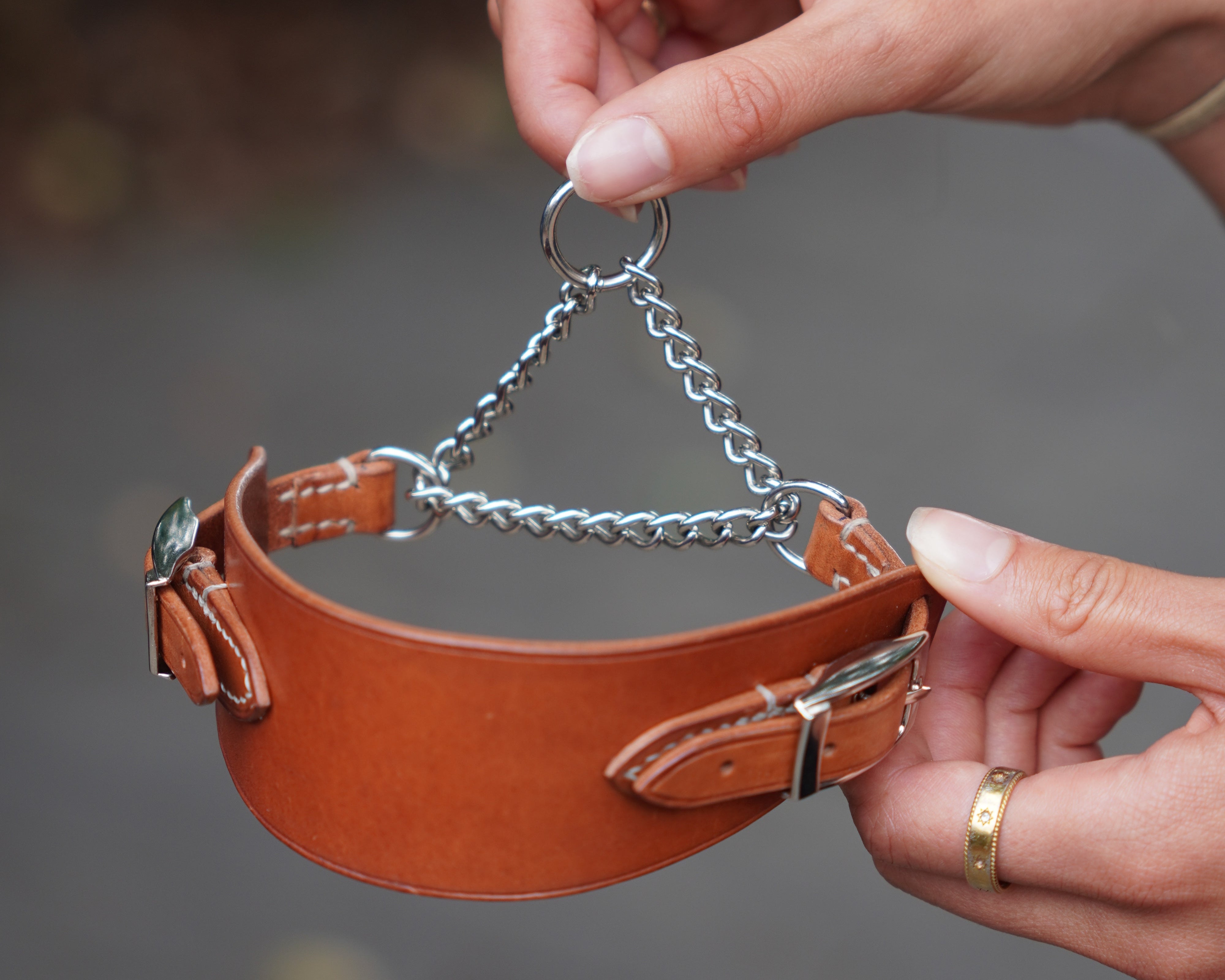 Presidential Dog Collar
