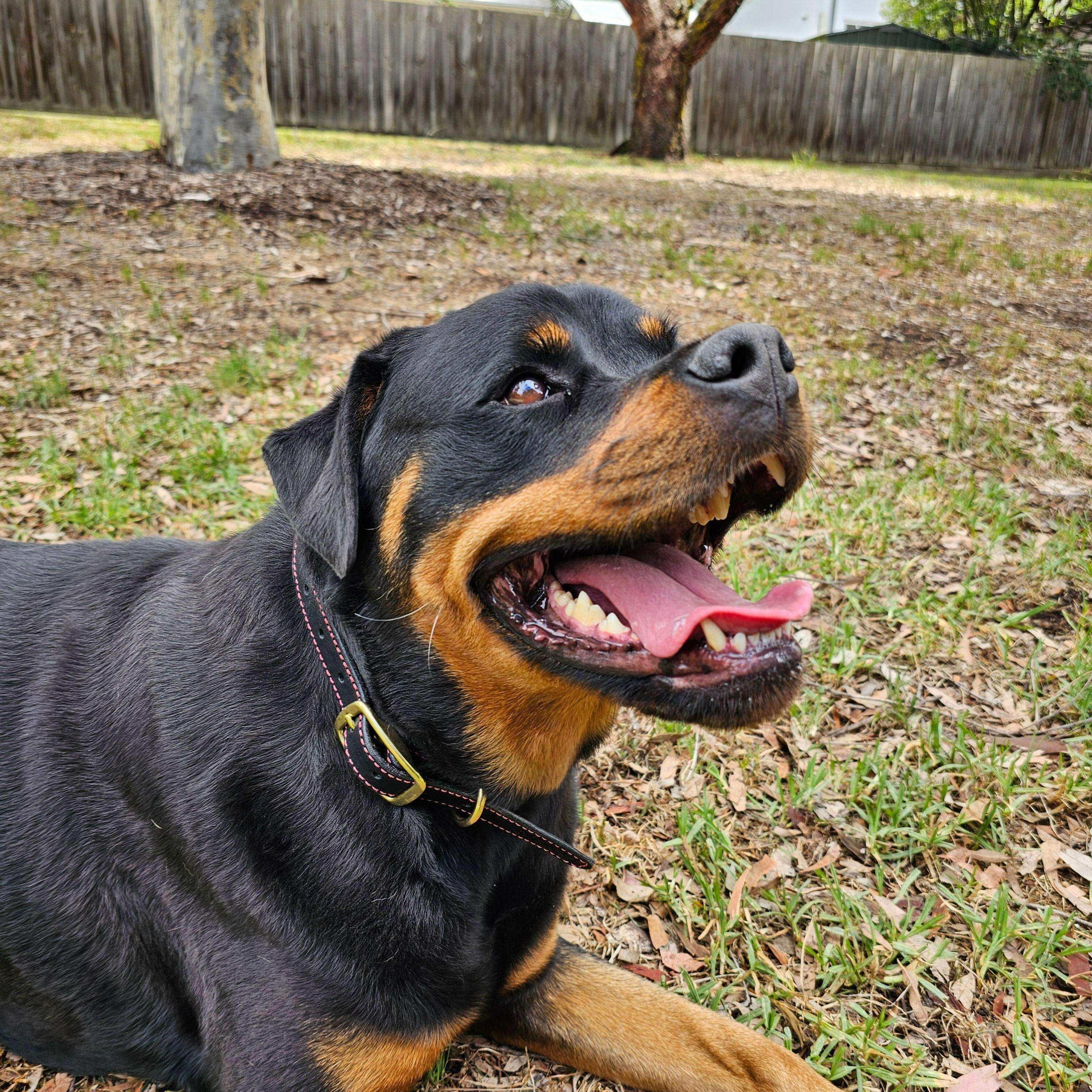 Rottweiler wearing leather dog collar lying down, showing brass fittings