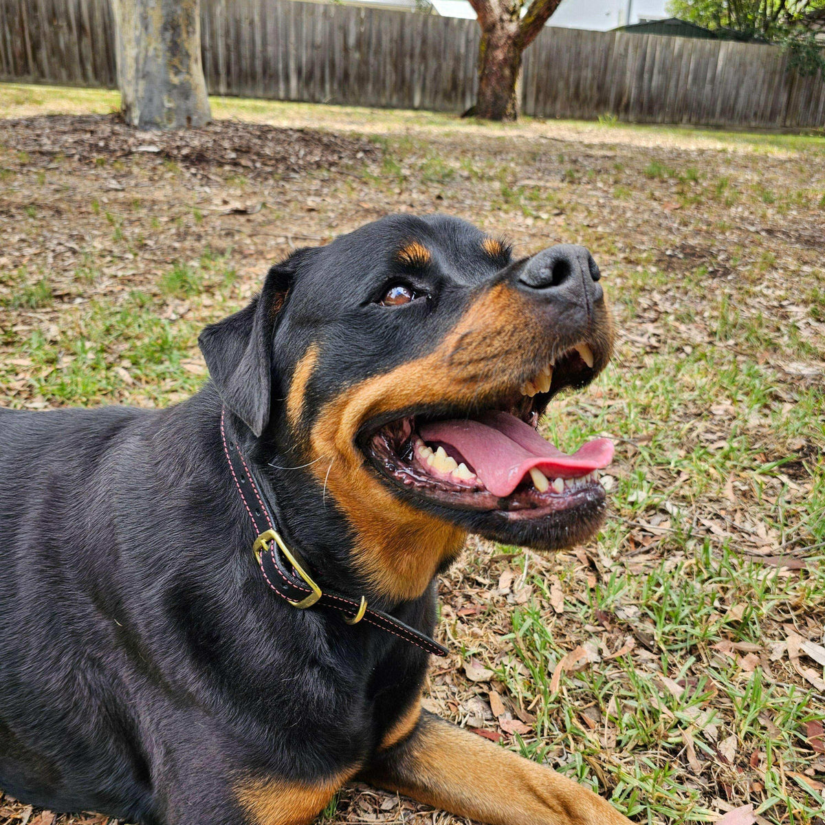 Rottweiler wearing leather dog collar lying down, showing brass fittings