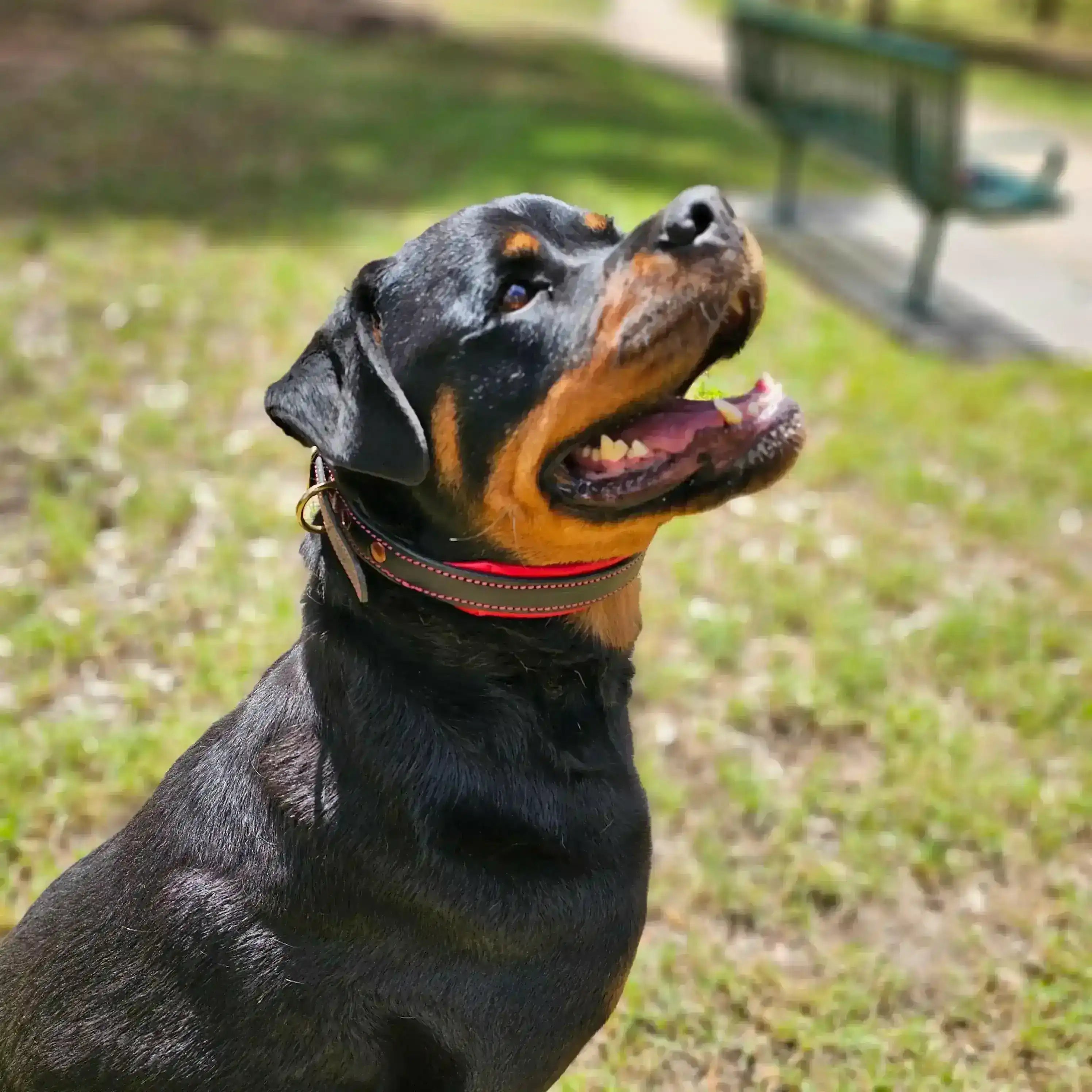 Rottweiler wearing leather dog collar side profile