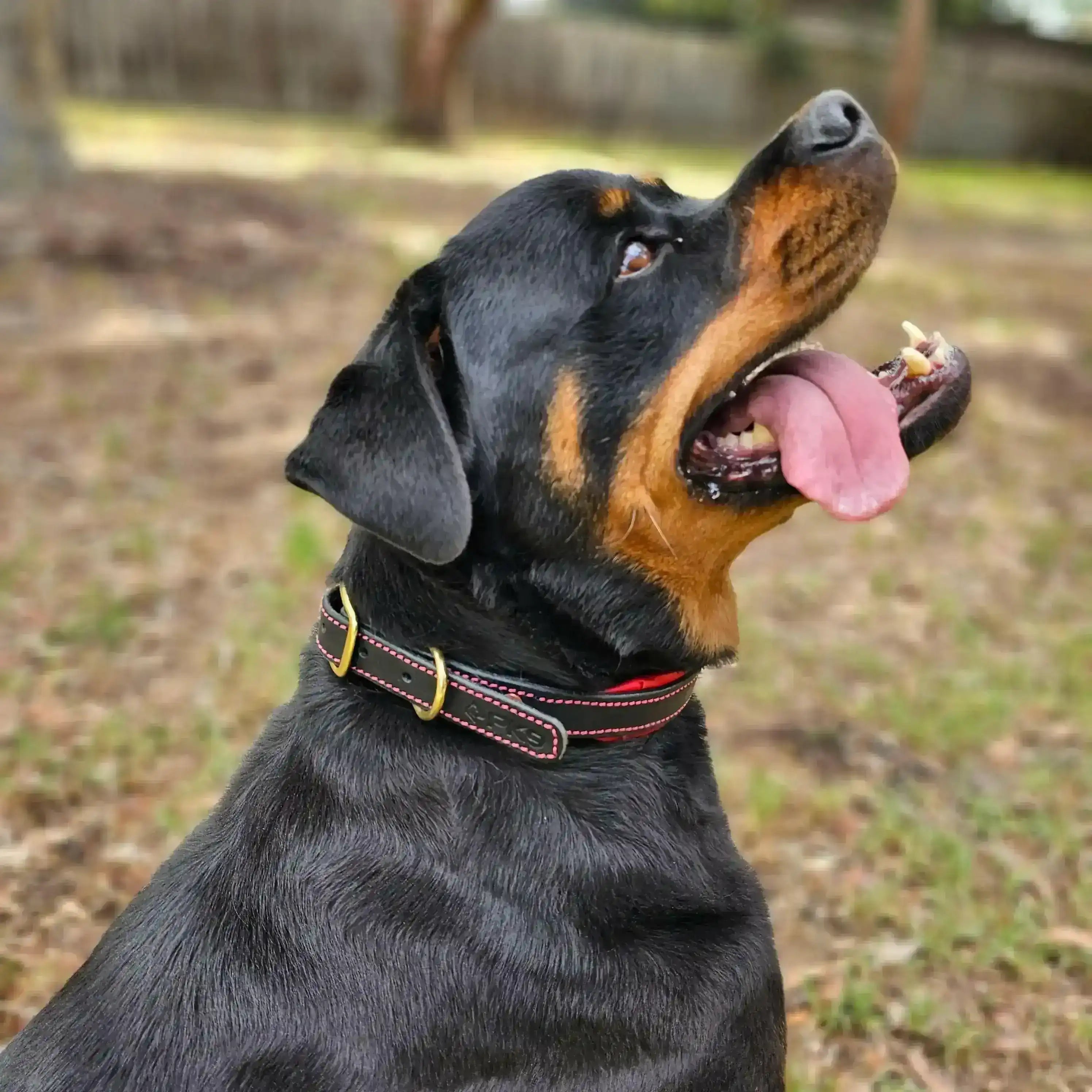 Black leather dog collar side profile