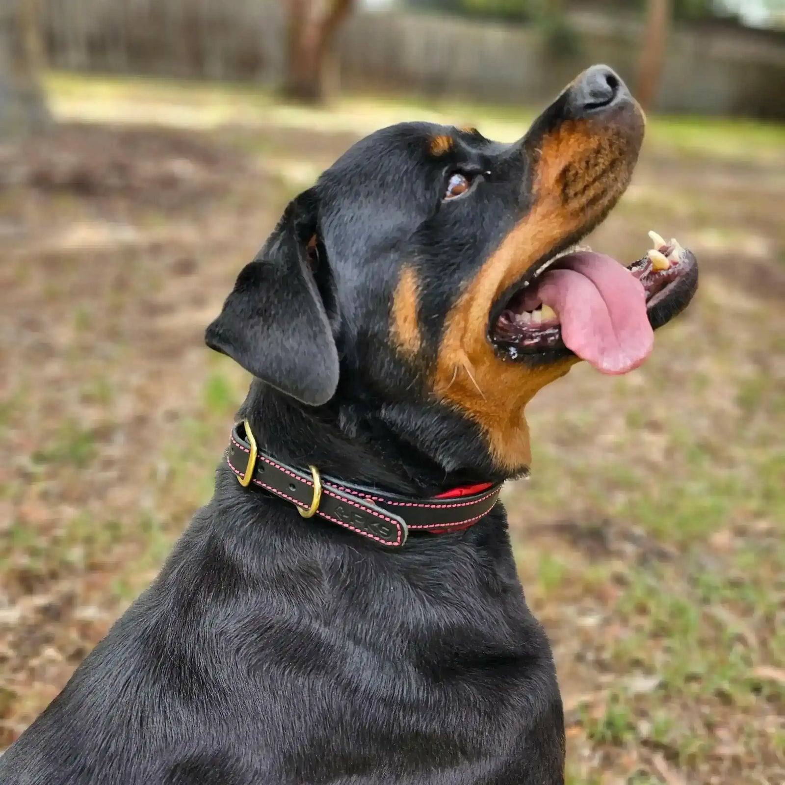 Black leather dog collar side profile