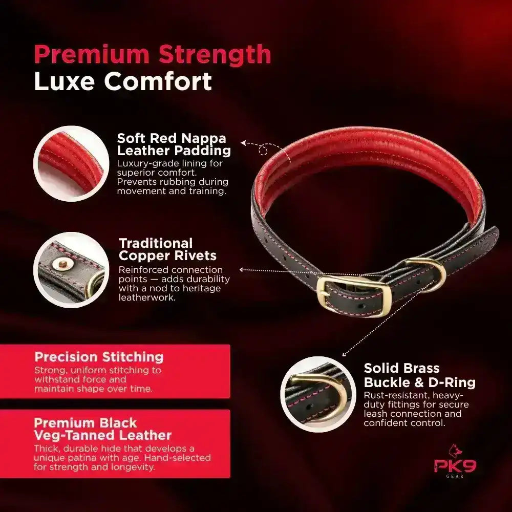 Red leather dog collar with features highlighted on a dark background