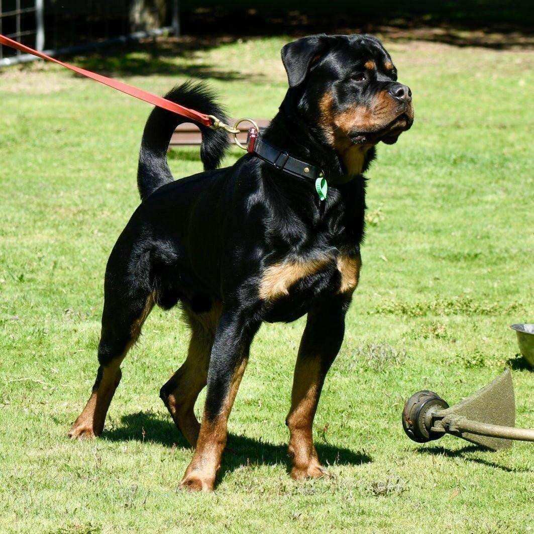 Biothane Tactical Dog Collar - PK9 Gear