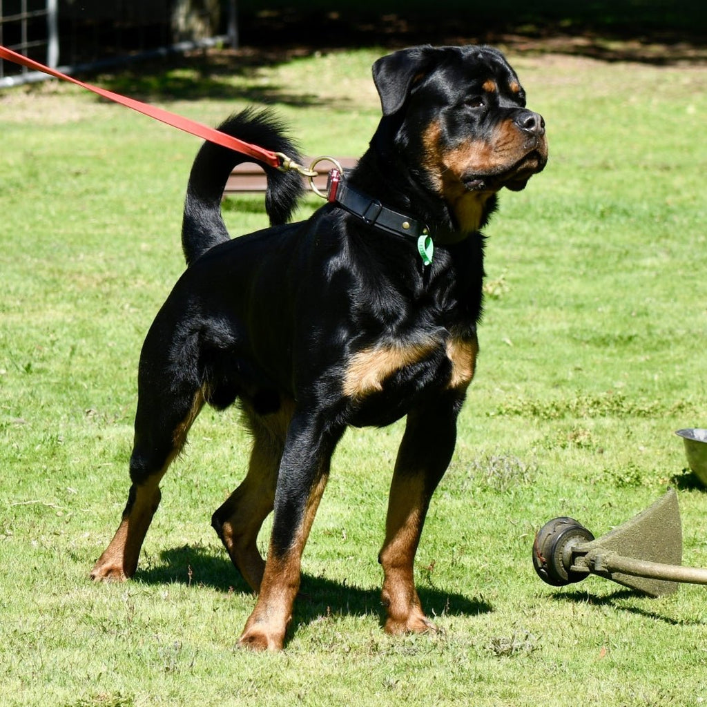 Biothane Tactical Dog Collar - PK9 Gear