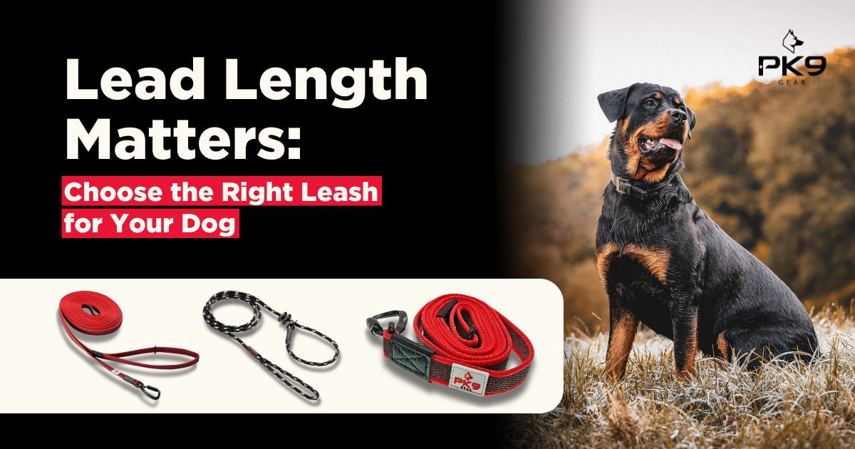 Dog Leash Training: Master the Art with Ease