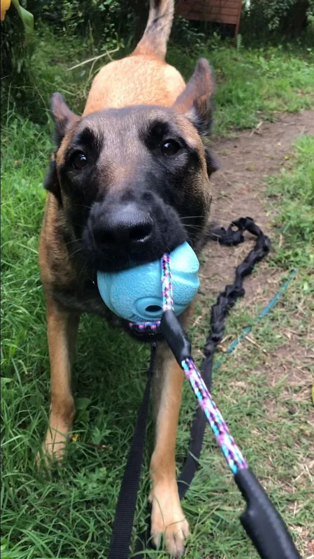 Dog returning a PK9 fetch toy to a handler
