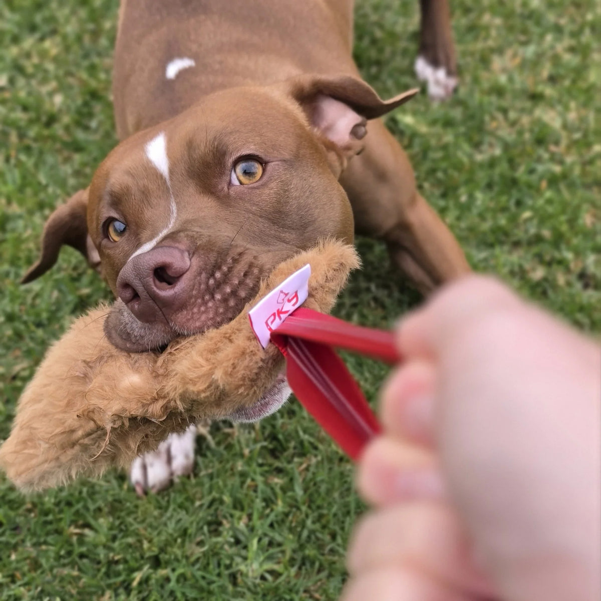 Dog and handler training with a PK9 tug toy
