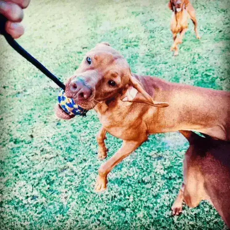 Mardi Gras 7cm Durafoam Ball On String - PK9 Gear