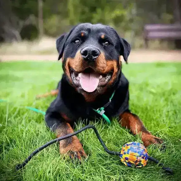 Rottweiler playing with his PK9 Gear ball