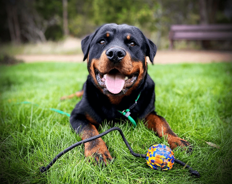 Rottweiler playing with his PK9 Gear ball