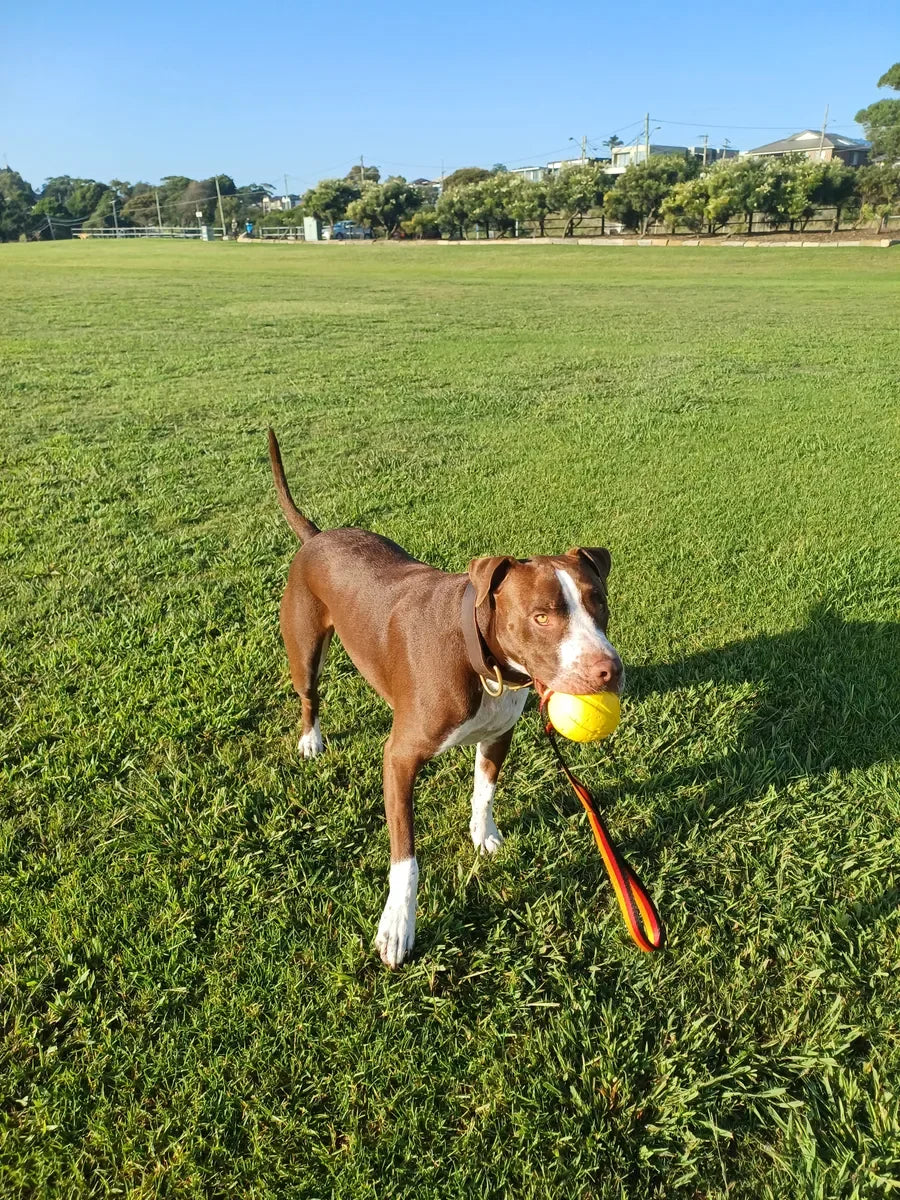 Dog returning a PK9 fetch toy to a handler