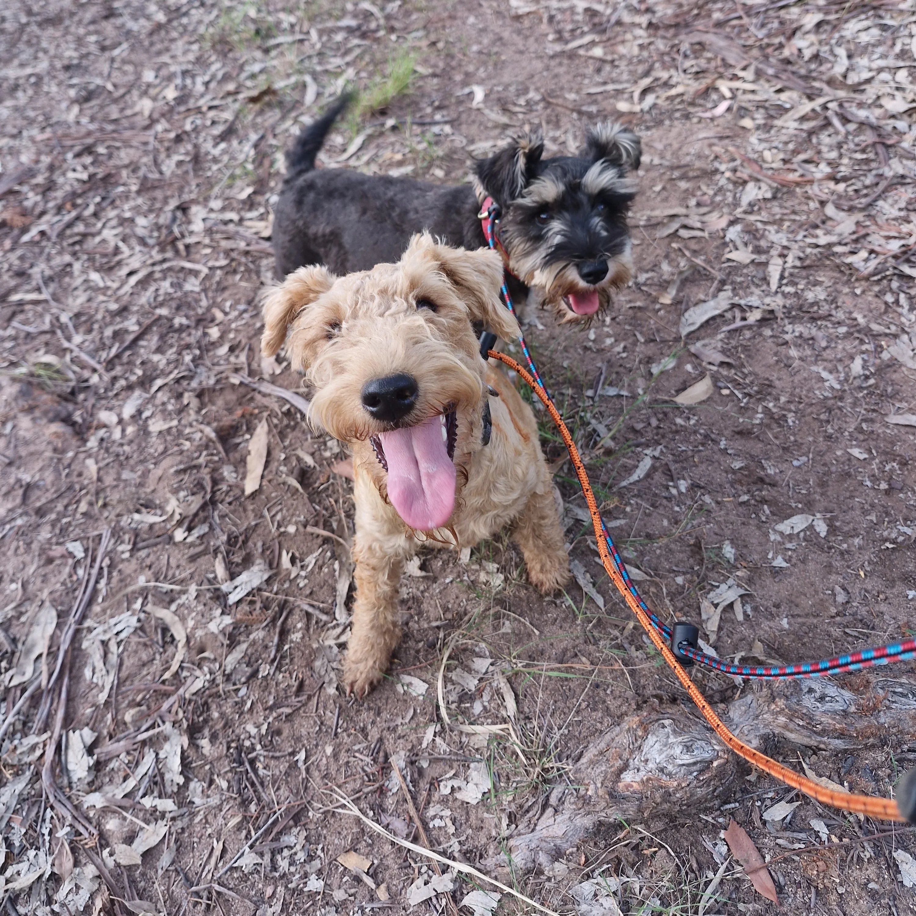 small dogs wearing slip leads