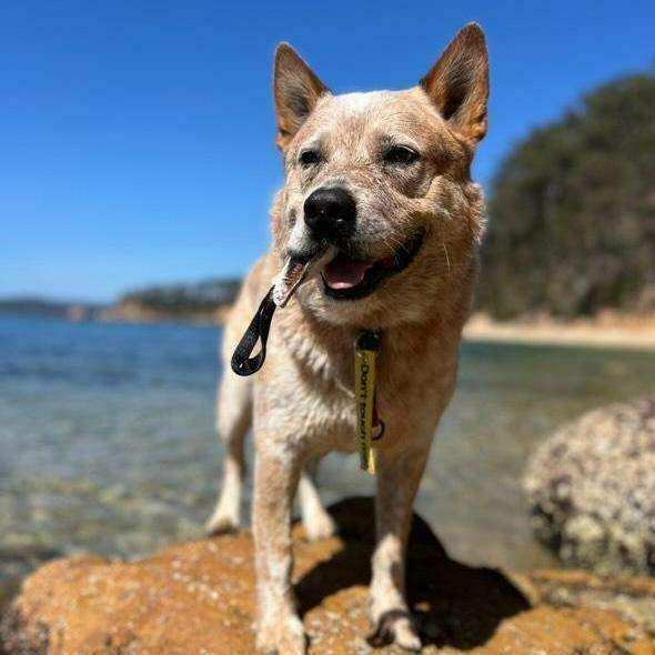 The Finn Mini Tug | Compact Cowhide Tug Toy for Play & Training - PK9 Gear