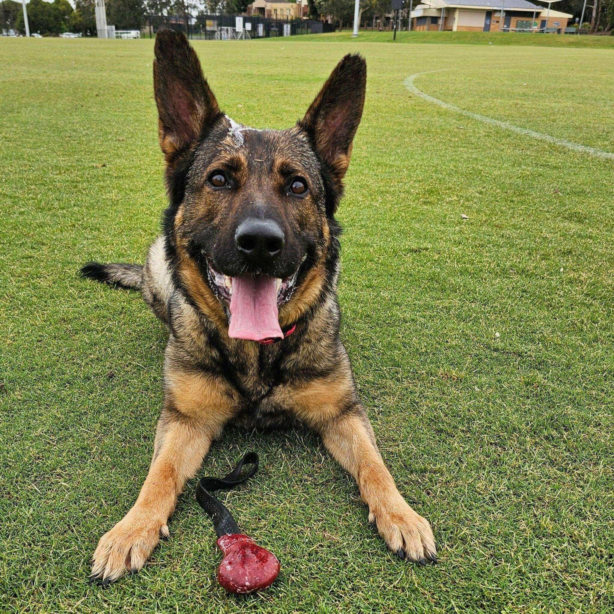 Tug A Roo - The Toy Your Dog Will Go Nuts For - PK9 Gear