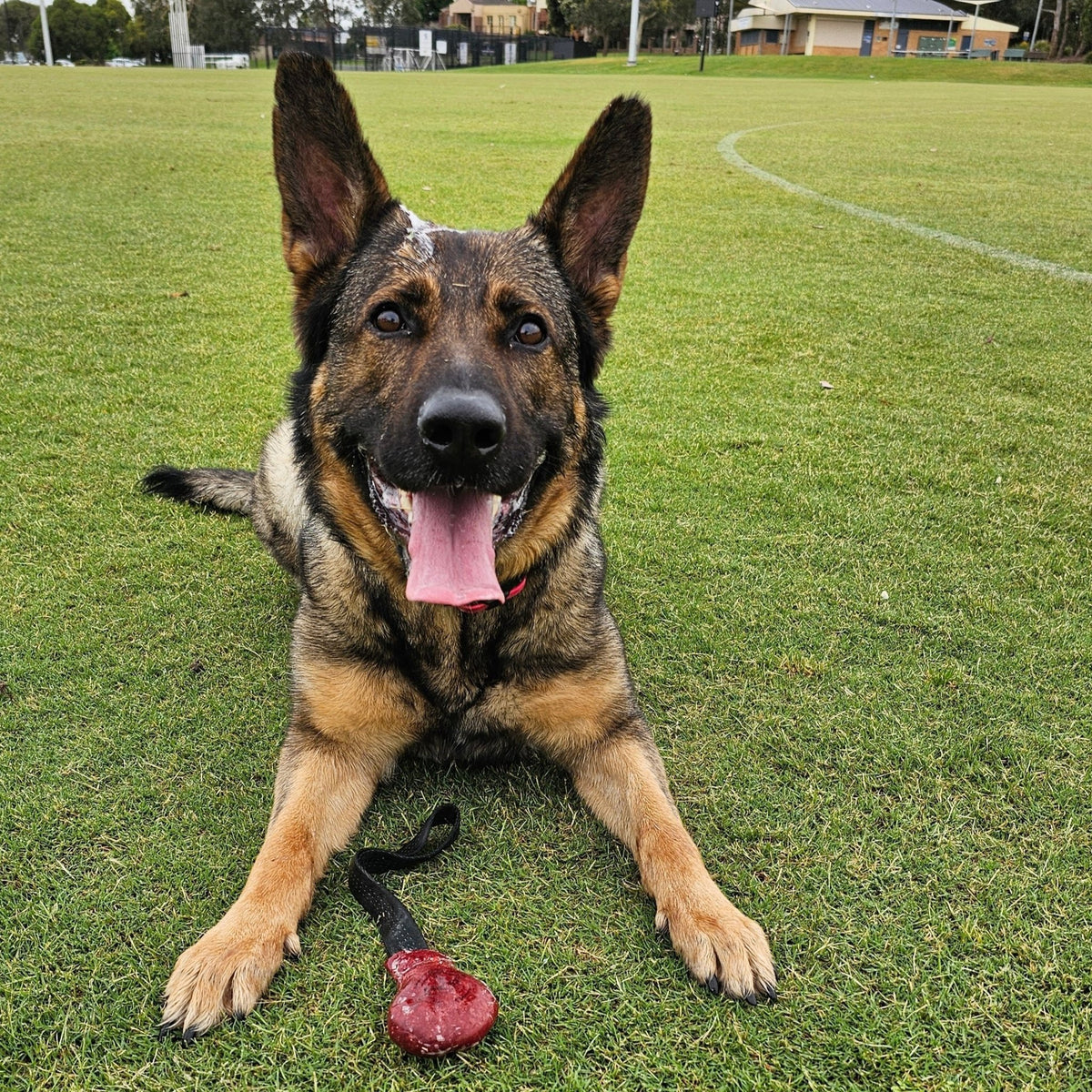 Tug A Roo - The Toy Your Dog Will Go Nuts For - PK9 Gear