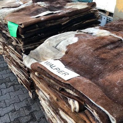 Raw bovine hides are selected and prepared for tanning