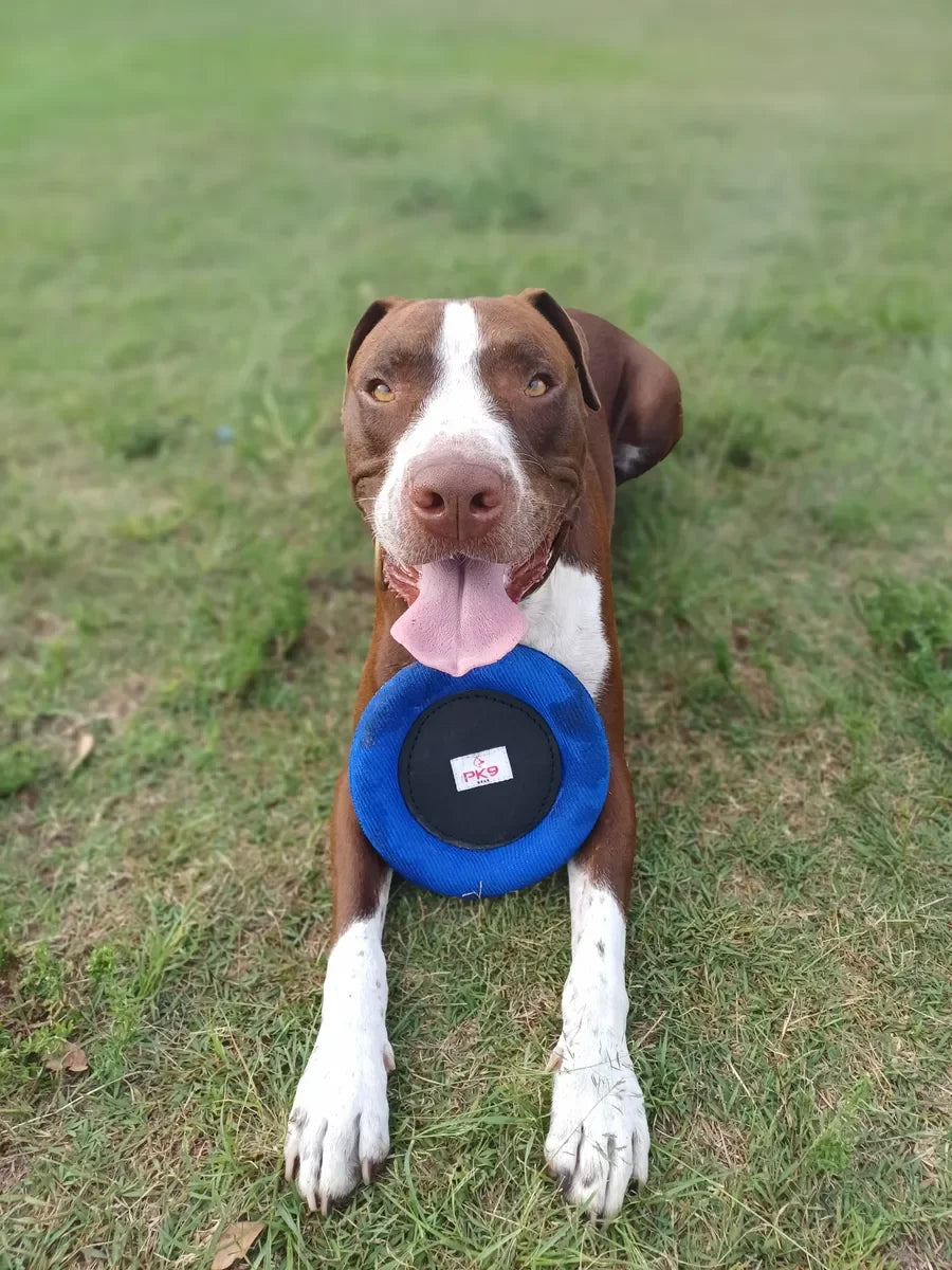 Dog returning a PK9 fetch toy to a handler