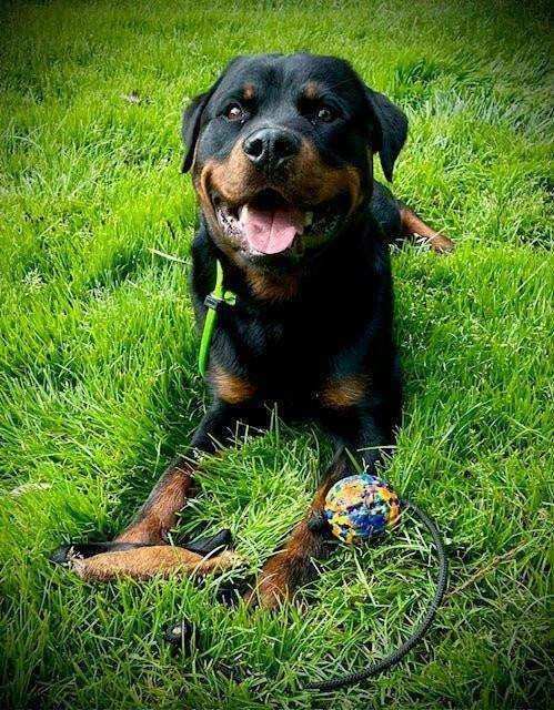 Cowhide Tug Toy- Handmade In Australia With Australian Materials - PK9 Gear