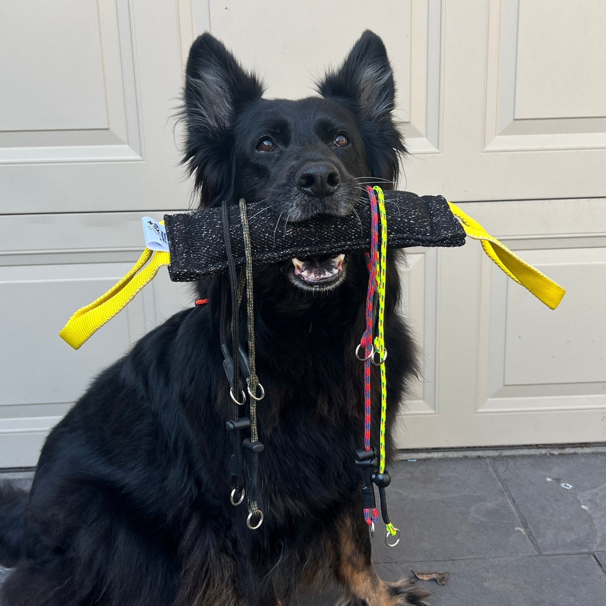 Dog slips clearance out of collar