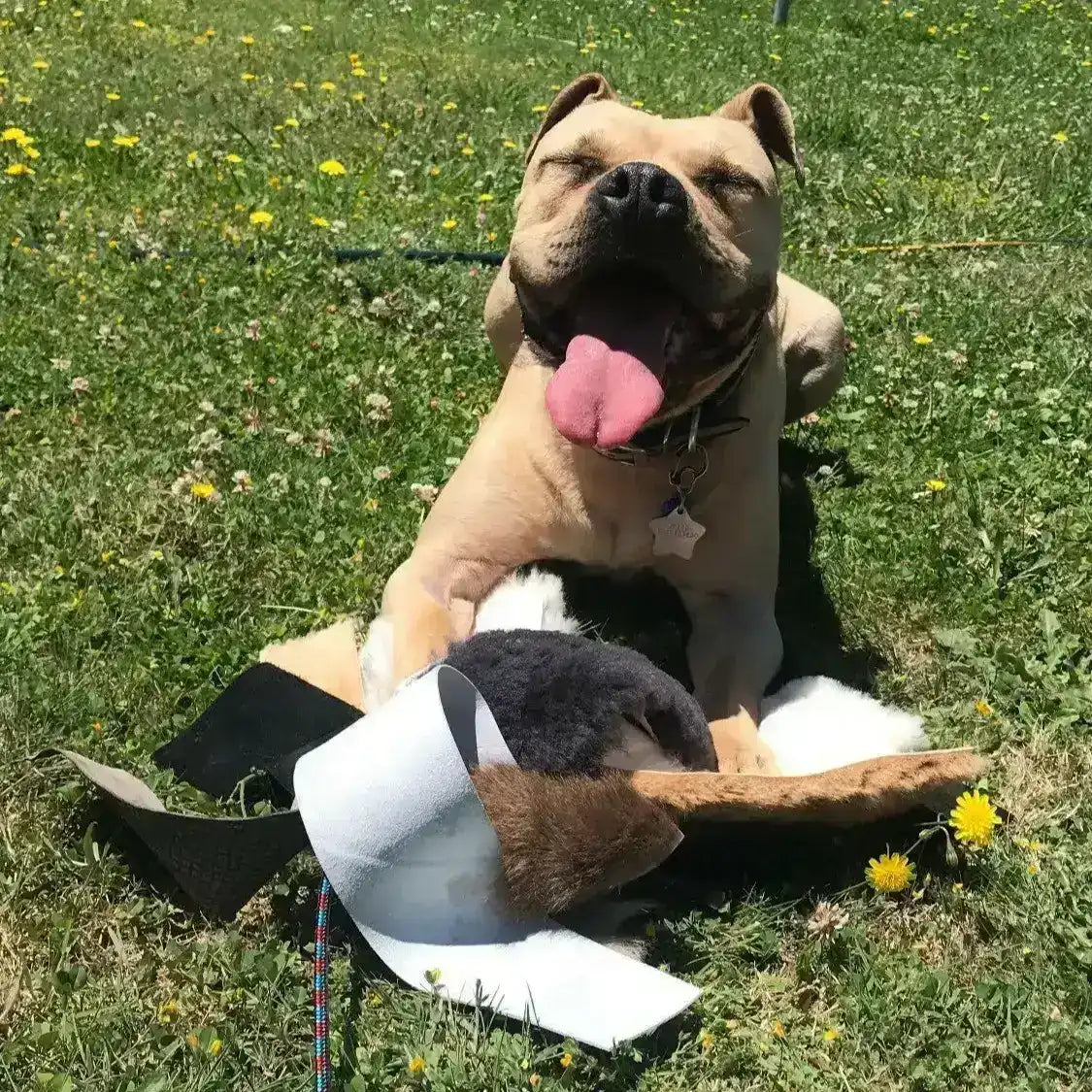 A happy dog with flirt pole toy attachment

