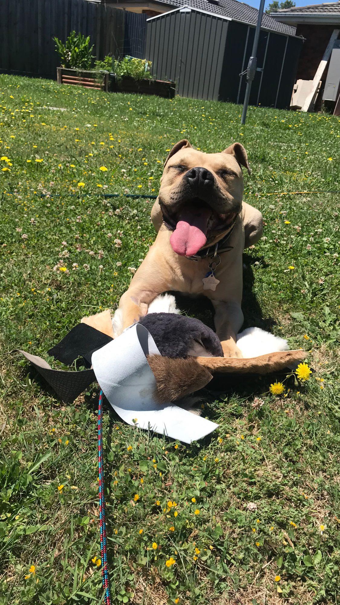 A happy dog with flirt pole toy attachment
