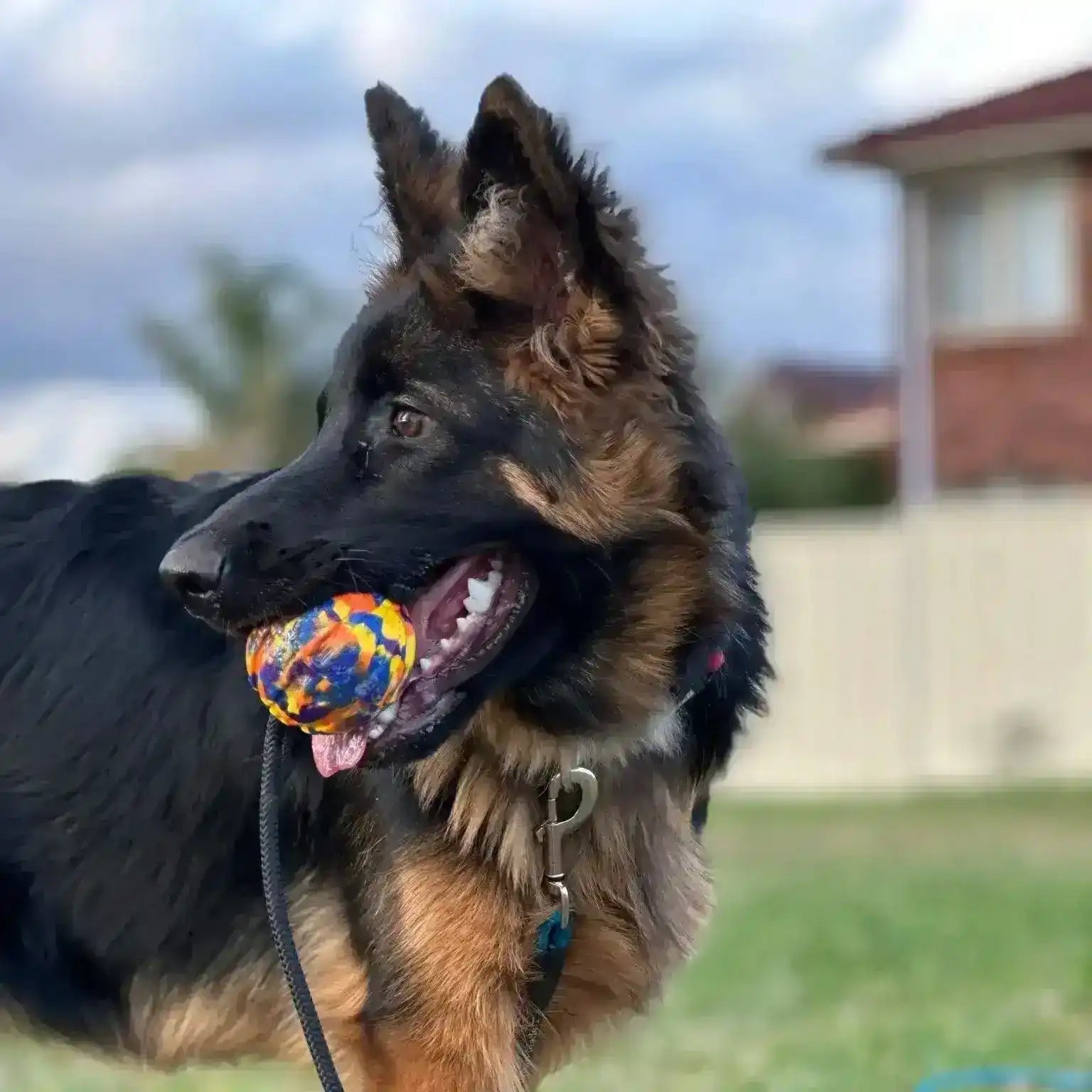German Shepherd puppy with ball playing

